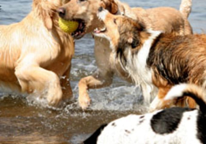 I will guest post your dog related article on my blog