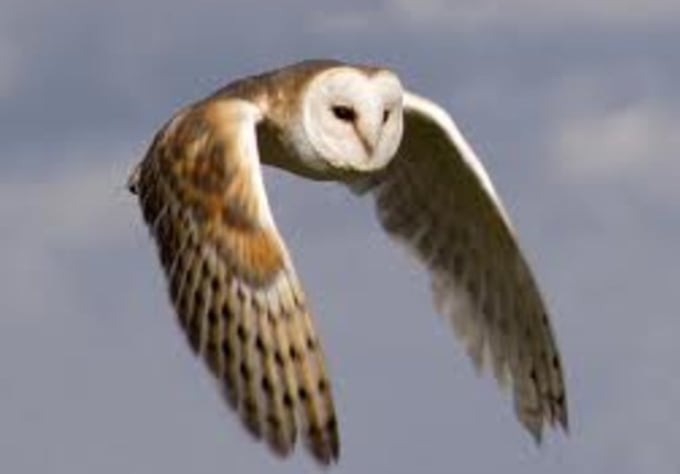 I will help you to setup Hootsuite