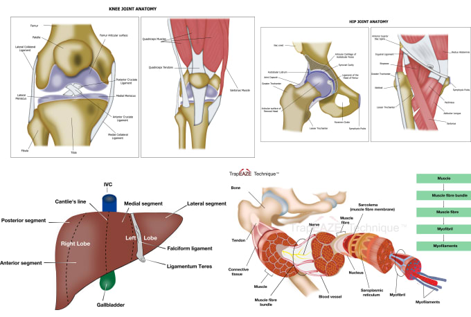 I will design superb medical,scientific illustration,infographic