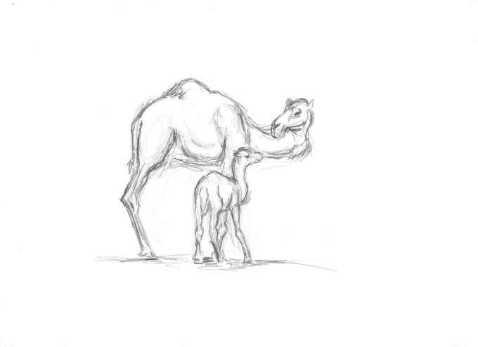 I will do a illustration of any animal