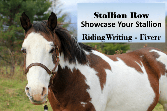 I will promote and showcase your stallion