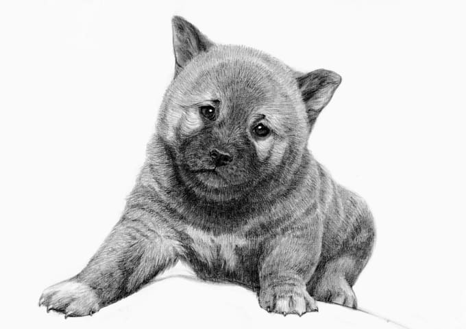 I will draw a pencil portrait of your pet
