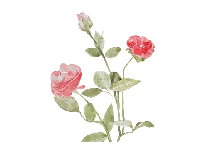 I will illustrate watercolor flowers and plants for you