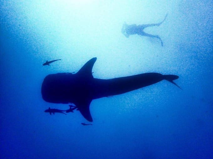 I will do a scuba diver refresher over skype to prepare your next diving trip