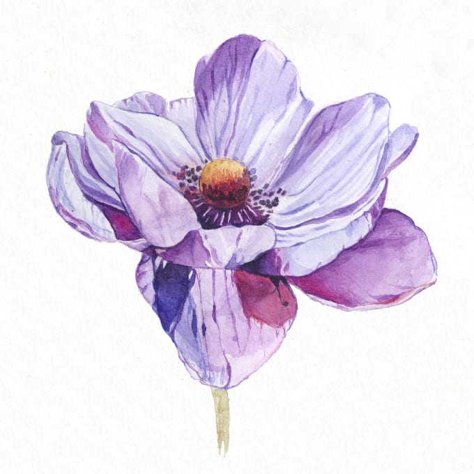 I will paint watercolor botanical illustration