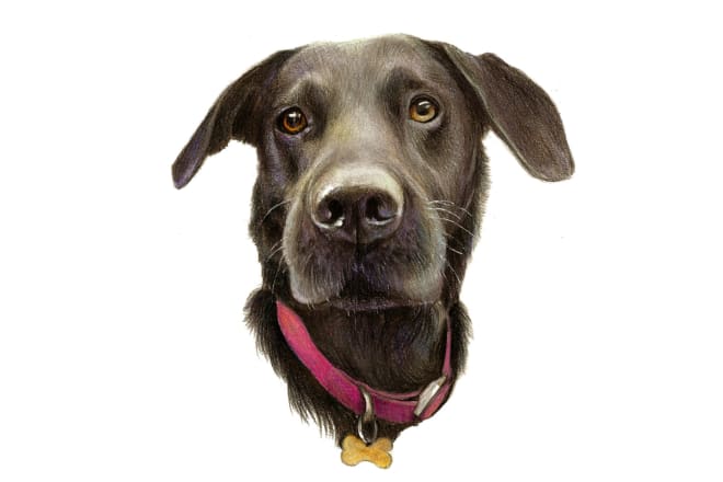 I will draw an amazing realistic portrait of your pet