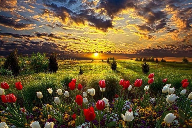 I will give you 500 unique pictures of nature