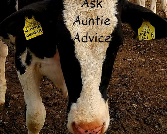 I will provide advice and problem solving just ask auntie