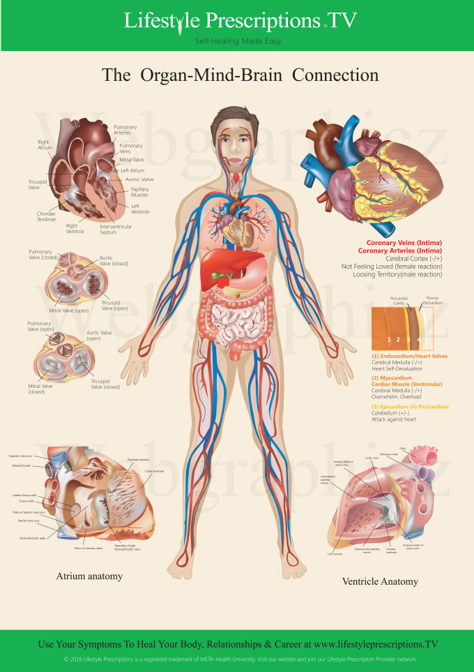I will do medical, scientific and dental illustration for you