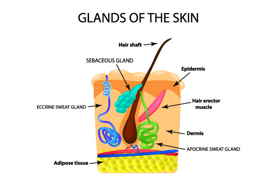 I will design of medical, scientific, technological illustration, infographic