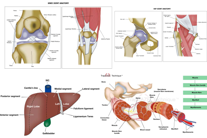 I will design superb medical,scientific illustration,infographic