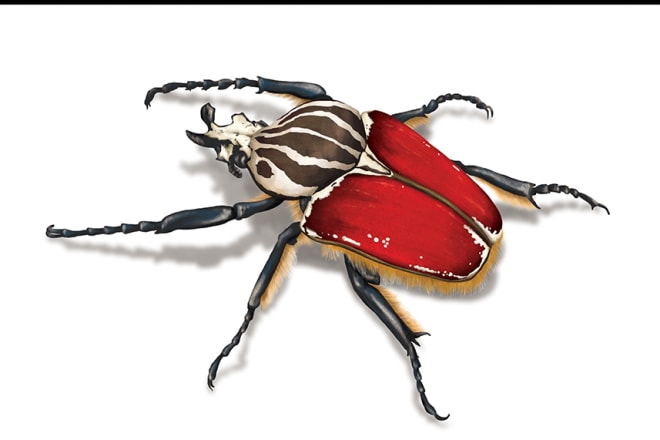I will do semi realistic illustrations for you