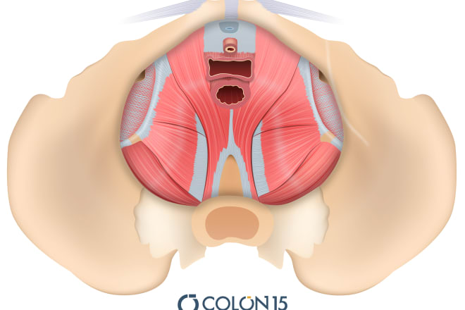I will professional medical illustrations, drawings, exercises