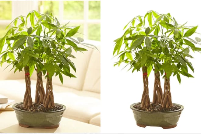 I will remove background,edit amazon pictures,photo edit