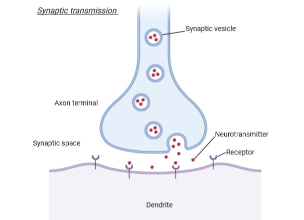 I will digitally draw biological diagrams