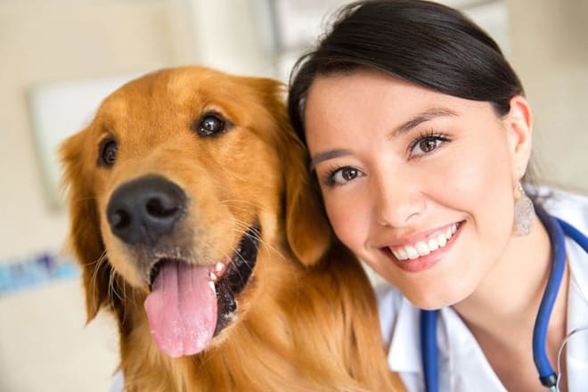 I will provide health services and treatment of your animals and pets