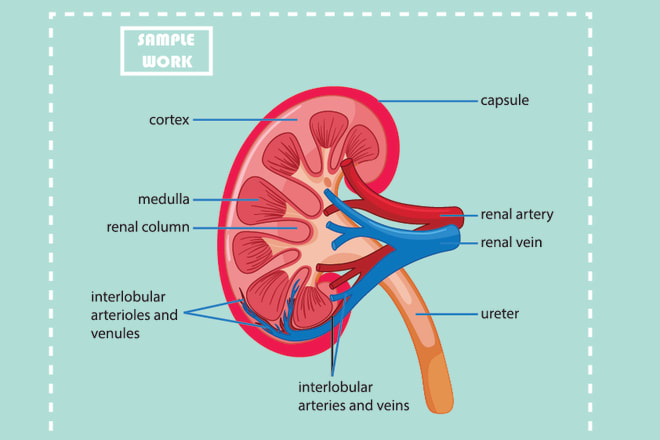 I will do medical and scientific illustration