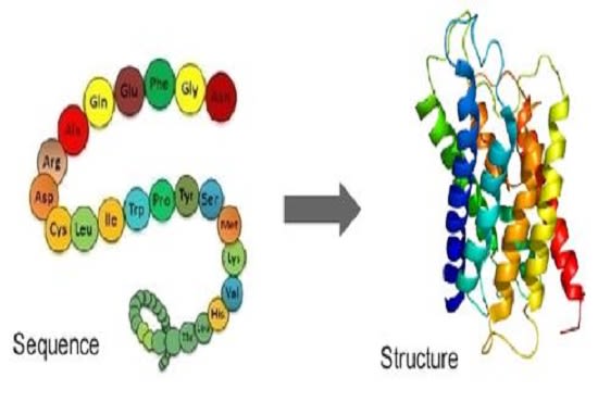 I will perform molecular docking and MD simulation