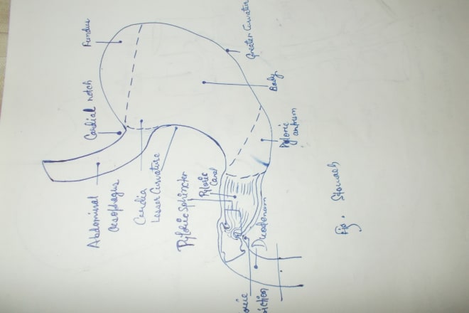 I will draw you a human anatomy and physiology illustration by hand