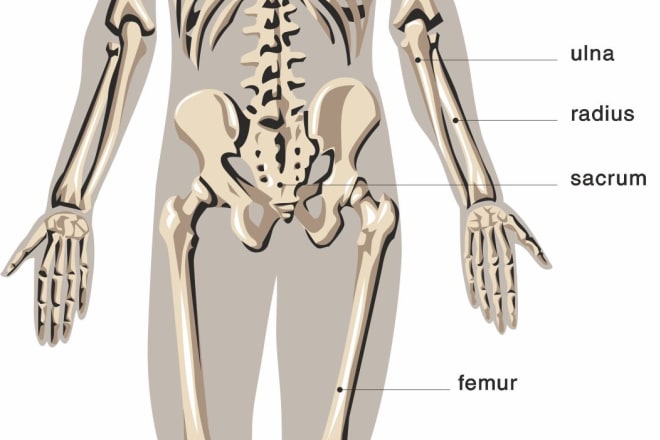 I will provide human 2d illustrate anatomy diagrams