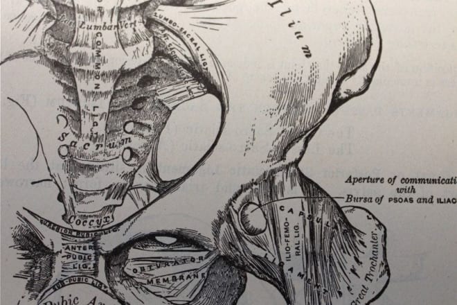 I will create hand made sketches of human anatomy and histology