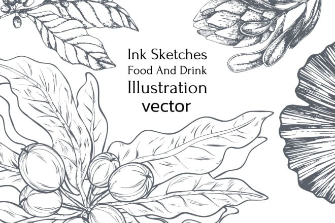I will create pencils ink sketch food, drink and botanical illustration