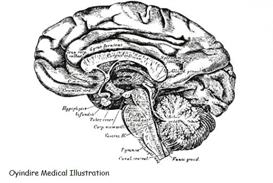 I will do digital medical illustration and drawing with labels