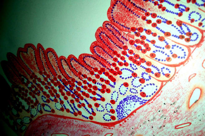 I will draw most realistic diagrams of histology and anatomy