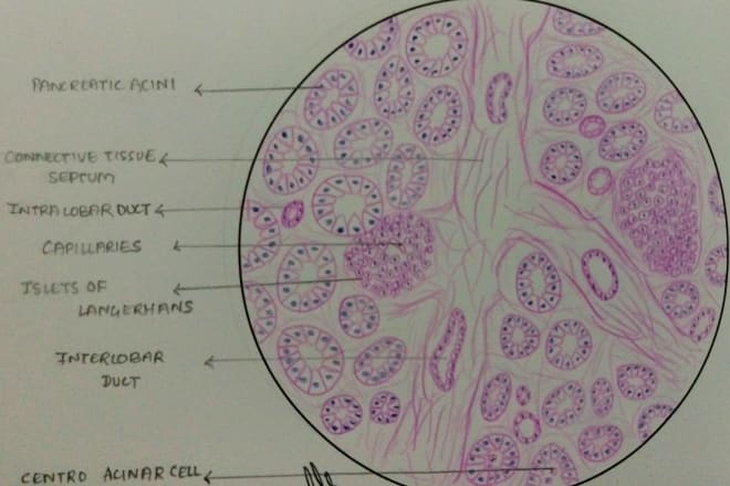 I will draw physiology biology histology anatomy and dental diagrams