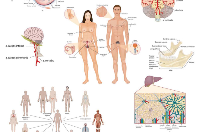 I will professional scientific, medical illustrations, info graph