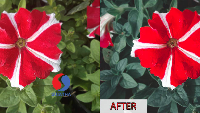 I will batch edit your photos using photoshop