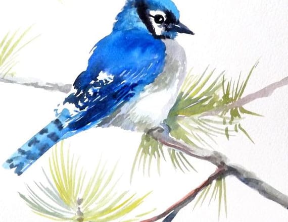 I will make watercolor bird illustration for you