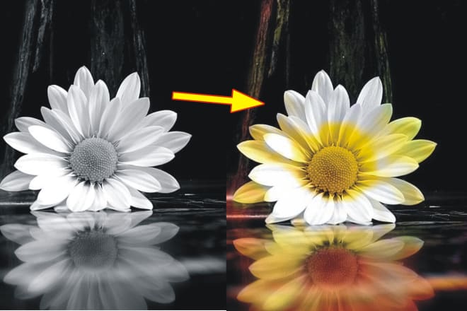 I will convert photo from black and white to colour photo removal