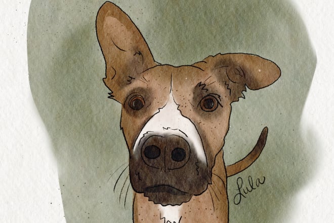 I will digitally paint minimalist, simple, pet portraits