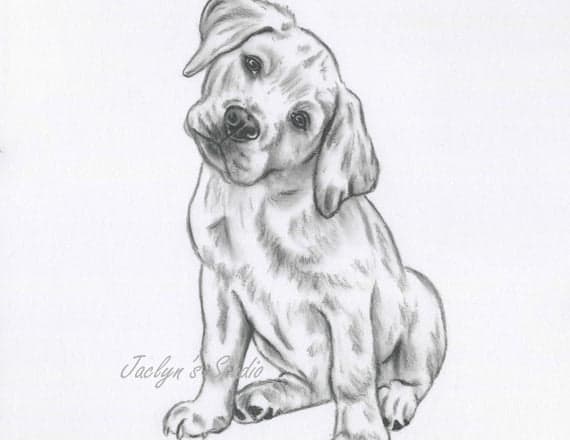 I will sketch the picture of your pet in so many styles