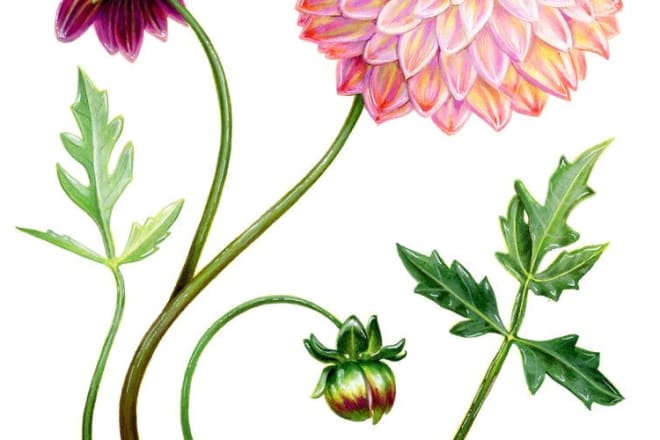 I will draw botanical illustrations like fruits, plants, flowers