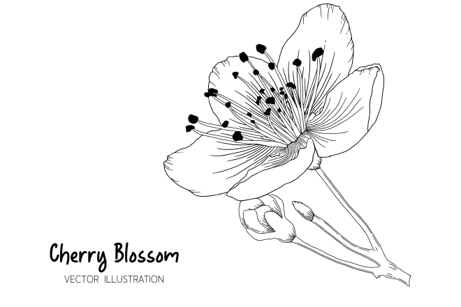 I will draw botanical illustrations of flowers, plants, fruits