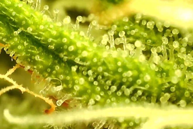I will ghostwrite cbd blog articles
