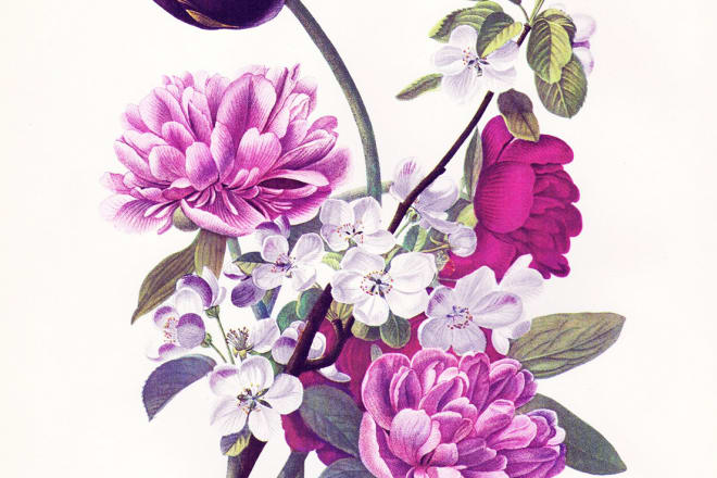 I will make botanical illustration of flowers, plants, fruits