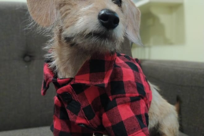 I will have my dog model for your brands