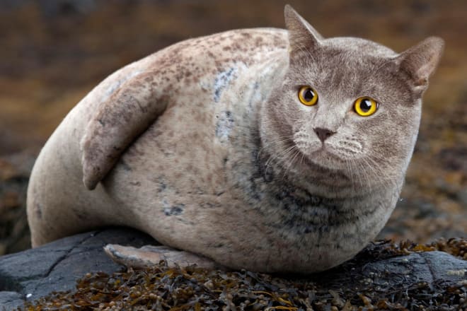 I will create an animal hybrid for you