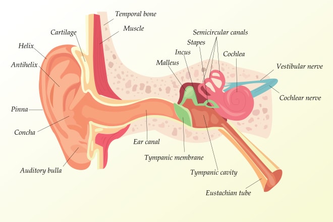 I will draw human body parts and other medical illustrations