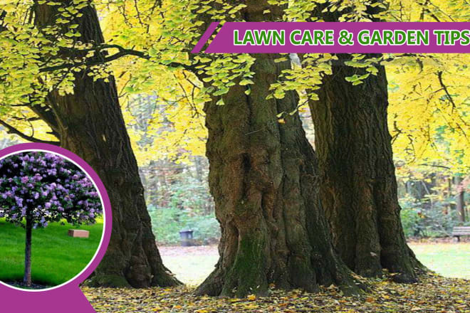 I will write DIY tips for garden and lawn care