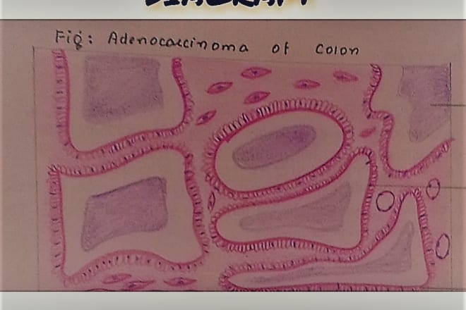 I will draw amazing histology, pathology and anatomy diagrams