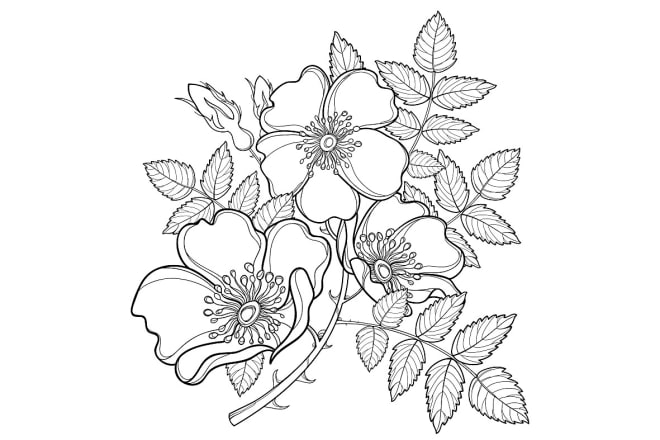 I will drawn a highly detailed line art botanical illustration