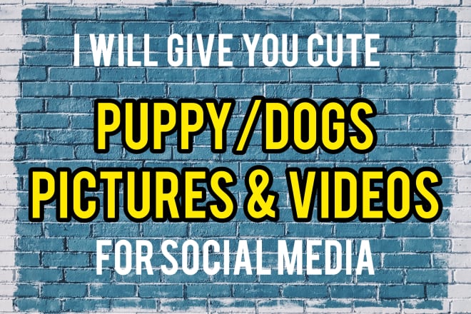 I will provide 1500 cute dog puppies viral pictures and videos