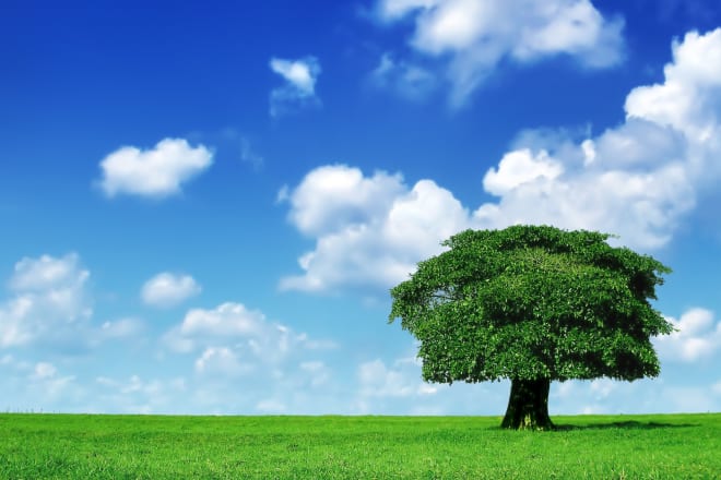 I will build you a beautiful family genealogy tree