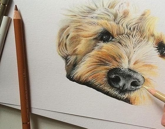 I will draw a photo realistic pet portrait illustration